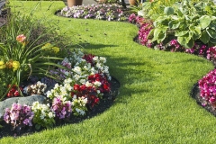 Rosenbeet im Garten - Bannerformat