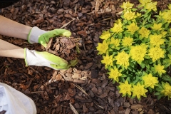 Rosenbeet im Garten - Bannerformat